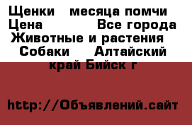 Щенки 4 месяца-помчи › Цена ­ 5 000 - Все города Животные и растения » Собаки   . Алтайский край,Бийск г.